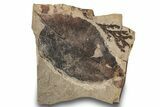 Fossil Plant (Fagus, Chamaecyparis) Plate - McAbee, BC #248793-1